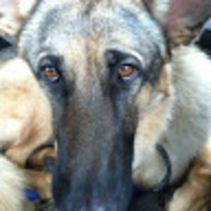 Meet your Posher, Joy